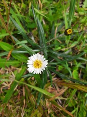 Celmisia major brevis