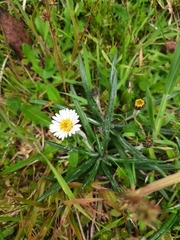 Celmisia major brevis