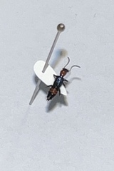 Paederus cruenticollis