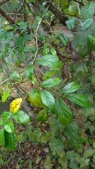 Rhamnus pilushanensis
