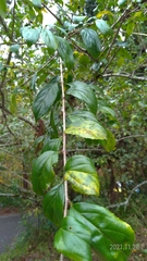 Rhamnus pilushanensis