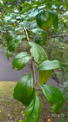 Rhamnus pilushanensis