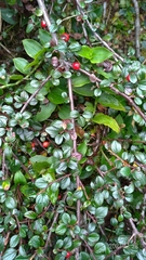 Cotoneaster rosiflorus