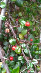 Cotoneaster rosiflorus
