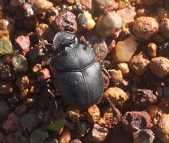 Onthophagus sloanei