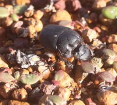 Onthophagus sloanei