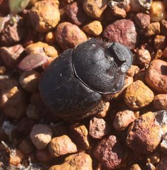 Onthophagus sloanei