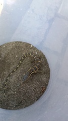 Varanus salvator bivittatus