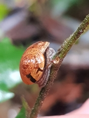 Nitor subrugatus