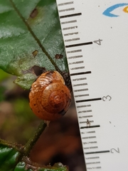 Nitor subrugatus