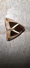 Chalciope