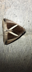 Chalciope