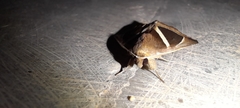 Chalciope