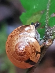 Nitor subrugatus