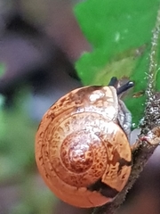 Nitor subrugatus