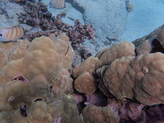 Chaetodon multicinctus