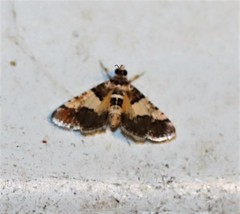 Nacoleia mesochlora