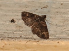 Eucymatoge peplodes