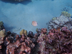 Chaetodon multicinctus