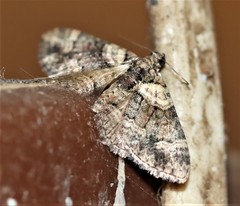 Eucymatoge peplodes