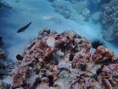 Chaetodon multicinctus