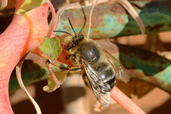 Anthophora