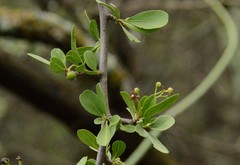 Ehretia rigida nervifolia