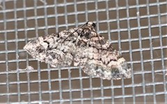 Eucymatoge peplodes
