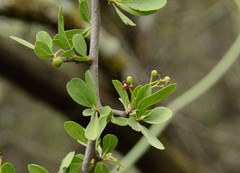 Ehretia rigida nervifolia