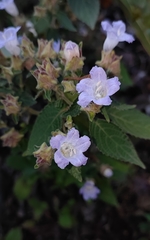 Strobilanthes ixiocephala