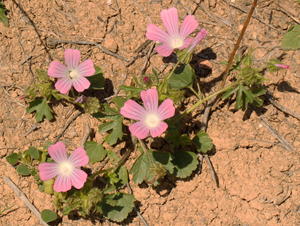 Soft-like Mallow