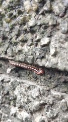 Helicorthomorpha