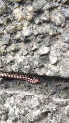 Helicorthomorpha