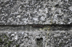 Helicorthomorpha