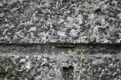 Helicorthomorpha