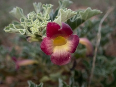 Harpagophytum zeyheri