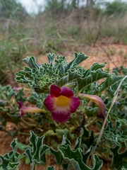 Harpagophytum zeyheri