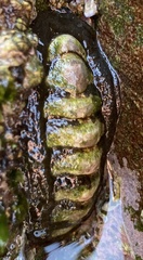 Onithochiton literatus