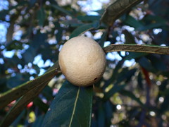 Amphibolips trizonata