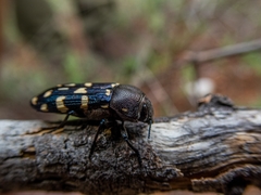 Polycestina quatuordecimmaculata