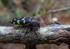 Polycestina quatuordecimmaculata