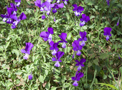 Viola jaubertiana