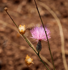 Mantisalca salmantica
