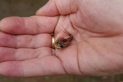 Triops australiensis