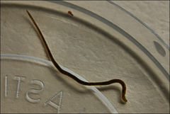 Lumbriculus variegatus