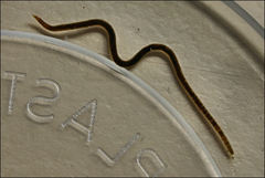 Lumbriculus variegatus