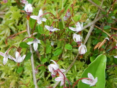 Vaccinium oxycoccos