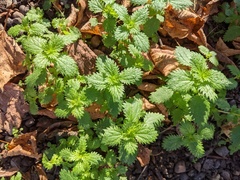 Urtica urens