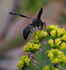 Delta bonellii