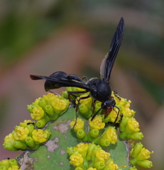 Delta bonellii